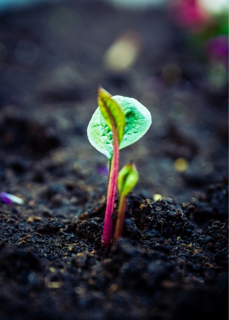 Organic-Rich Garden Loam