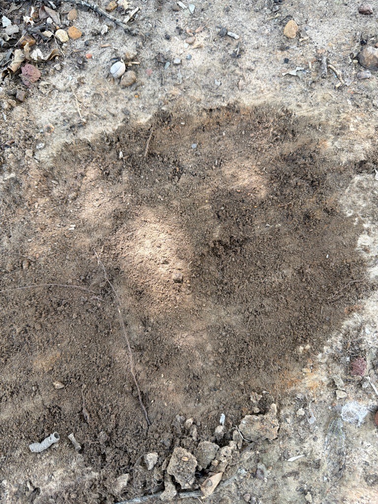 Dry Sub-Urban Sandy Loam with Surface Crust