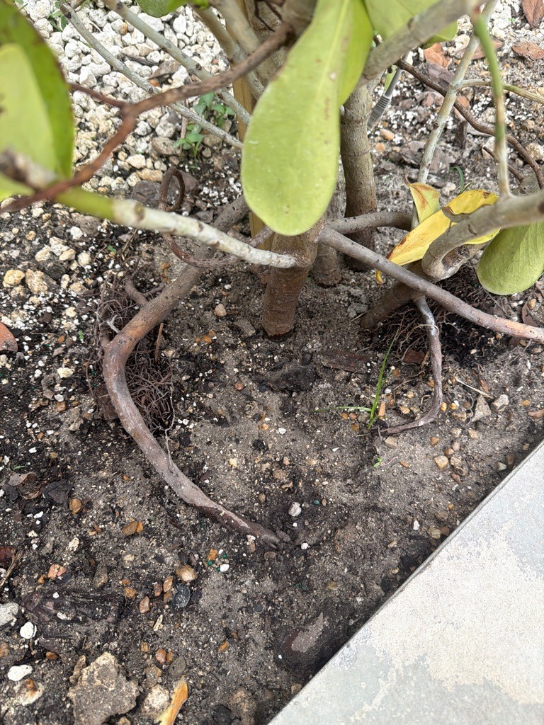 Coastal Sandy Loam