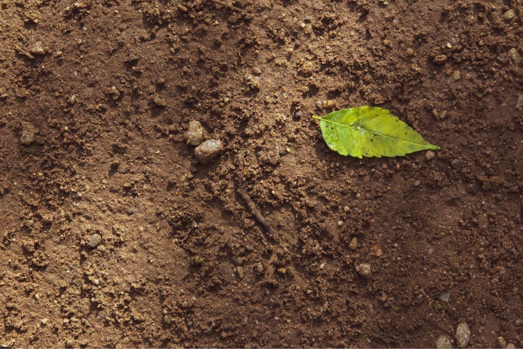 Upland Weathered Rocky Sandy Loam