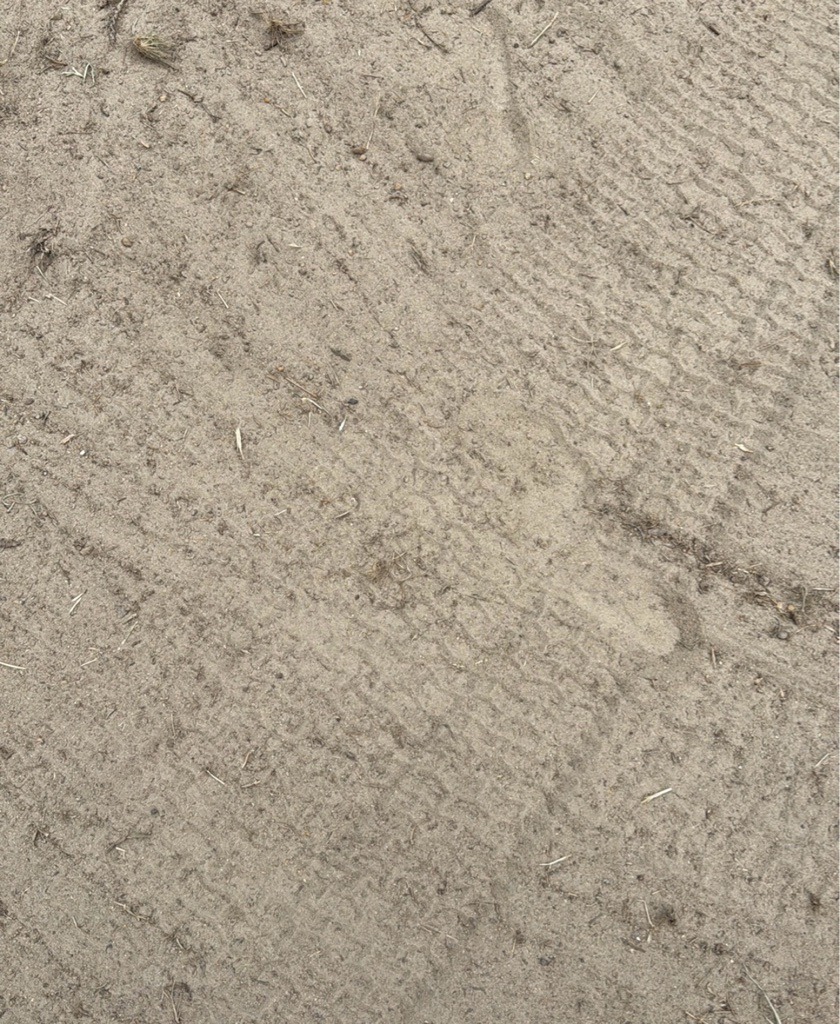 Fluvial Sandy Loam