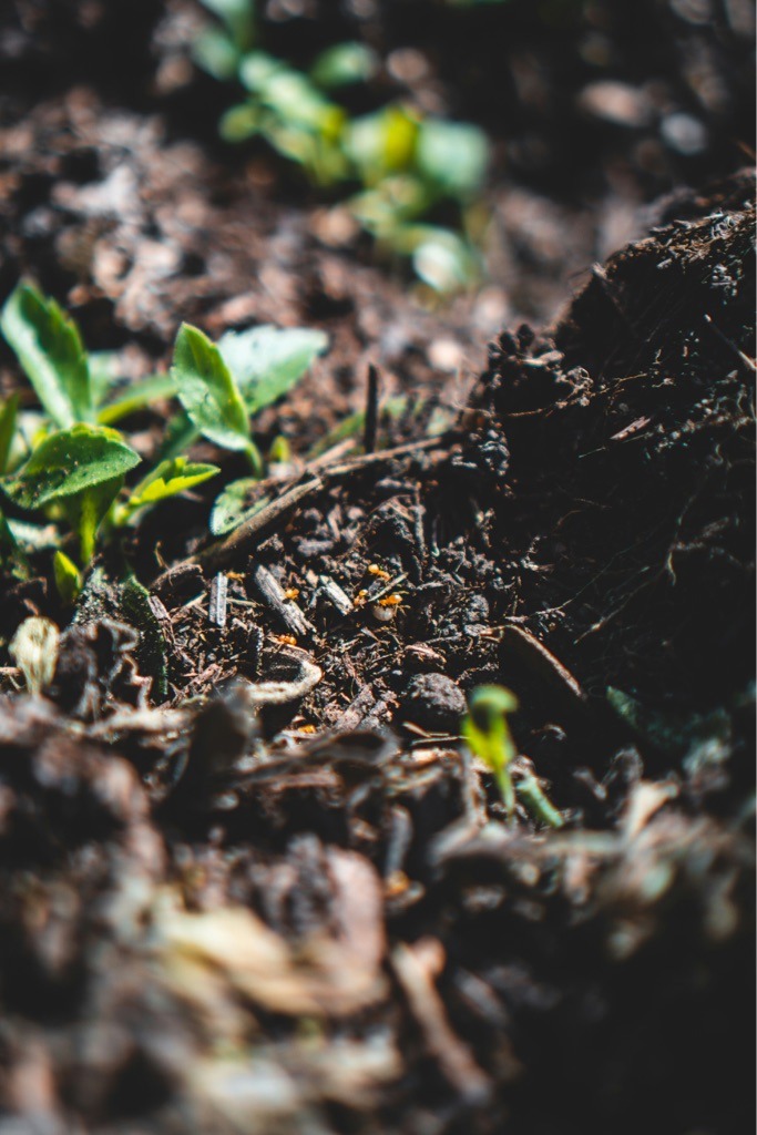Organic-Rich Humic Loam
