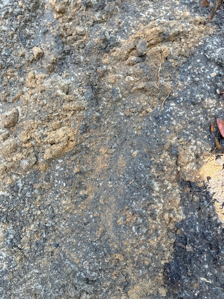 Disturbed Coastal Sandy Loam with Calcific Debris