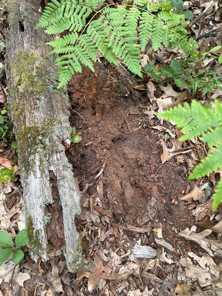 Glacial Outwash Oak-Hickory Loamy Sand