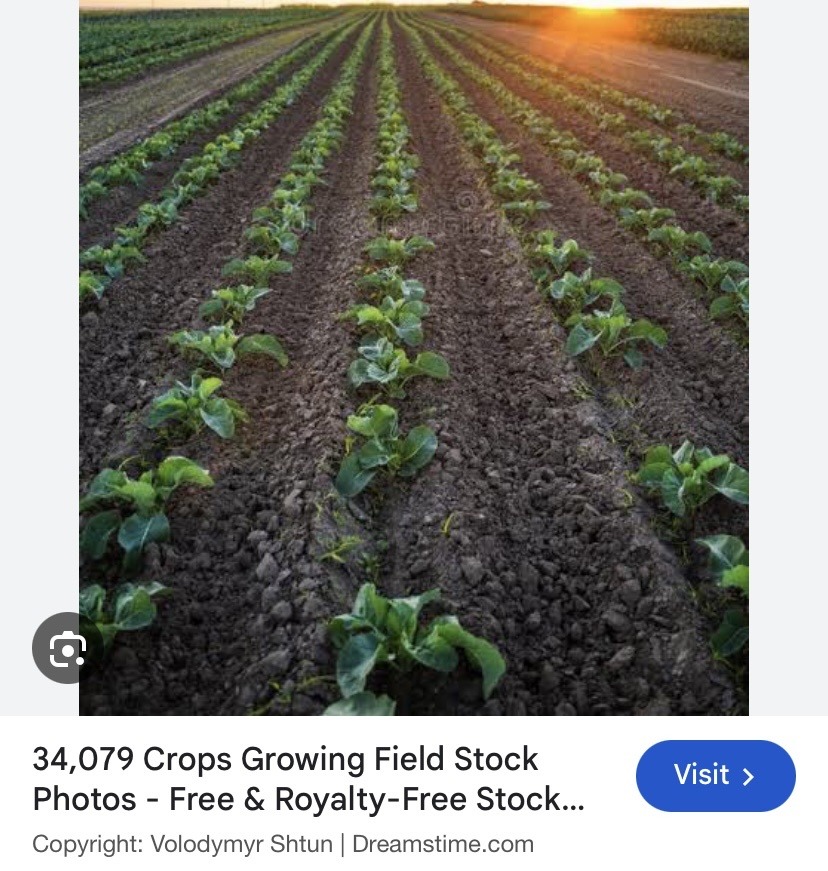 Alluvial Valley Silt Loam