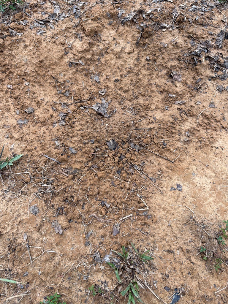 Weathered Piedmont Sandy Clay Loam