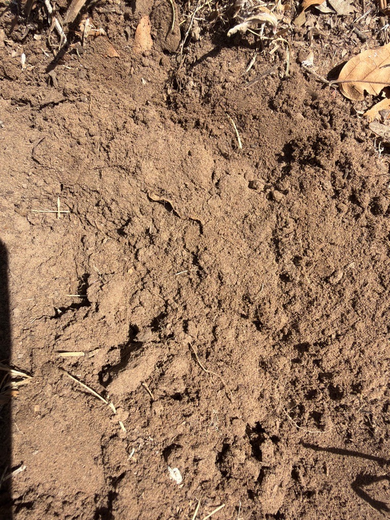 Suburban Front Yard Sandy Loam