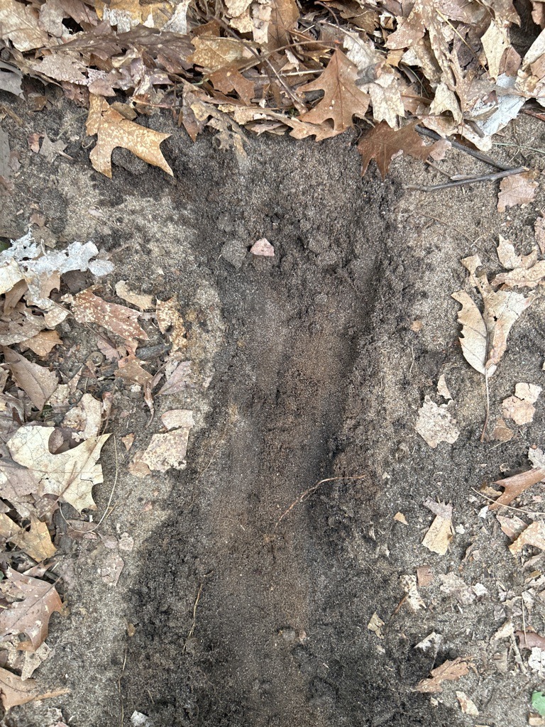 Glacial Outwash Sandy Forest Loam