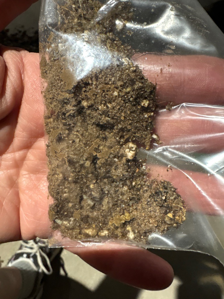 Coarse Alluvial Sandy Loam with Mineral Inclusions