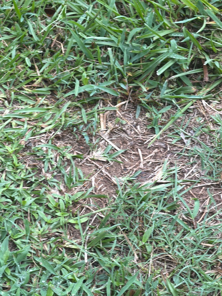 Suburban Lawn Sandy Loam