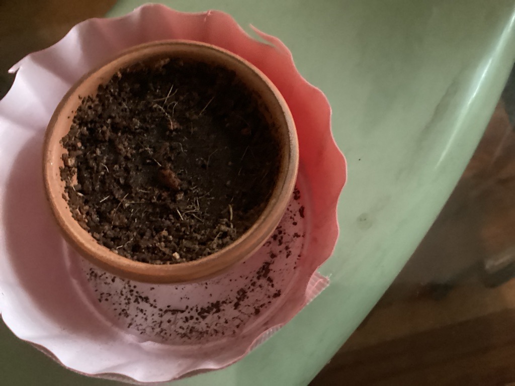 Organic-Rich Peat-Based Potting Mix