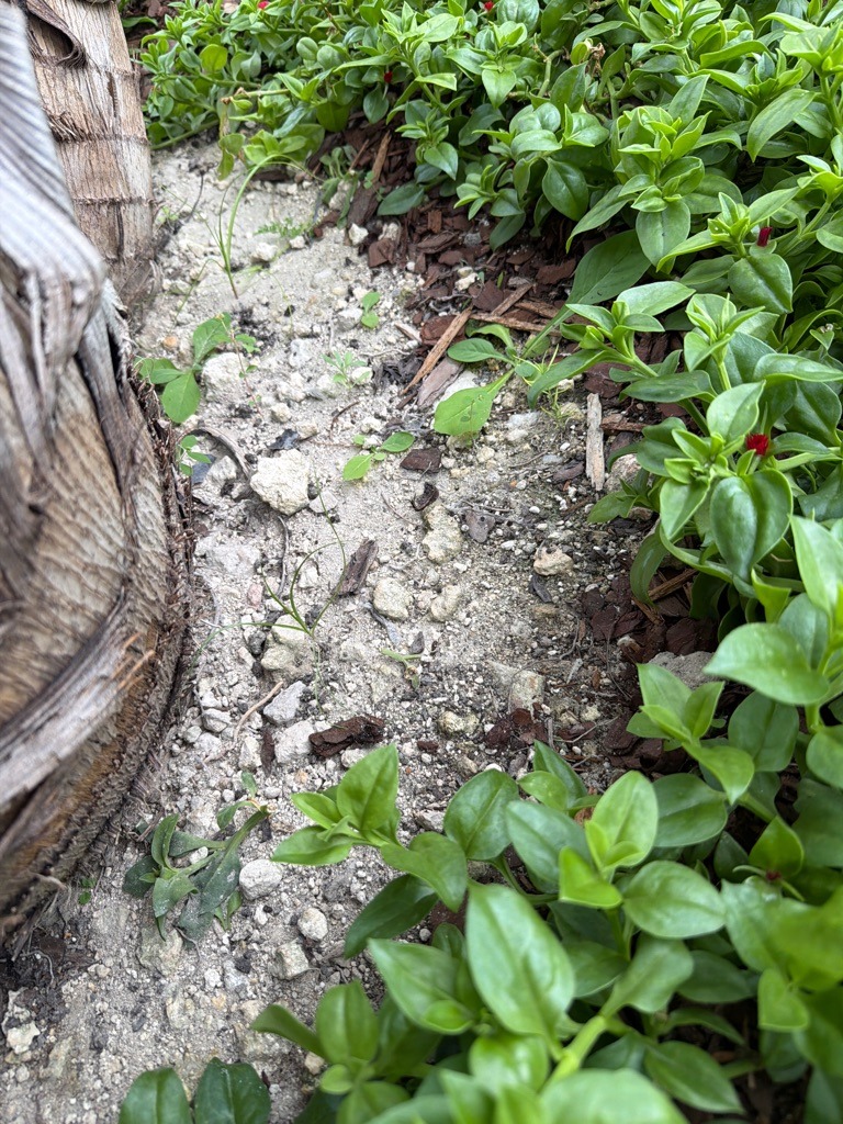 Coastal Sandy Fill Soil