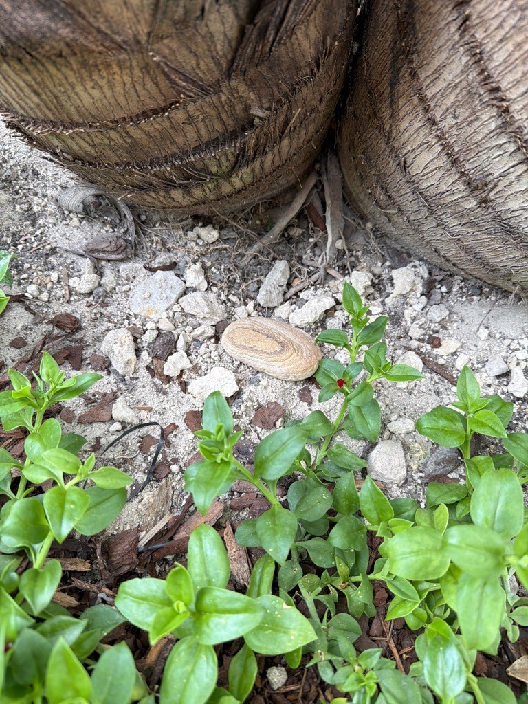 Coastal Calcareous Sand and Coral Rubble