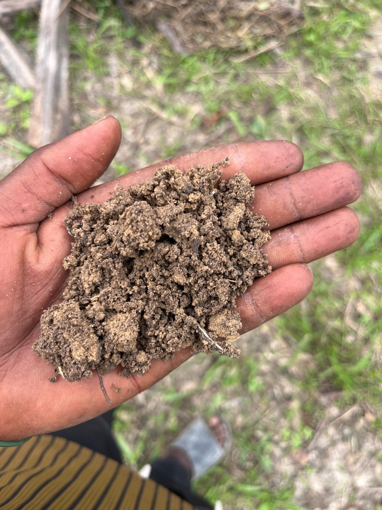 Coastal Sandy Loam
