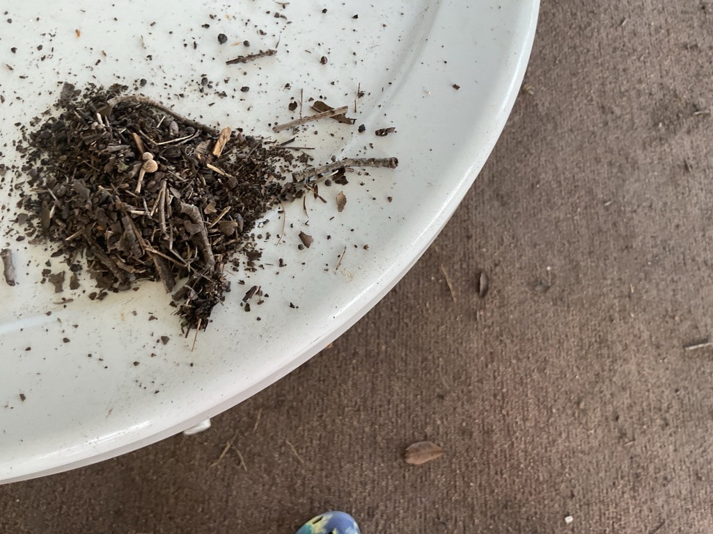 Woodland Leaf Litter and Organic Forest Floor Sample