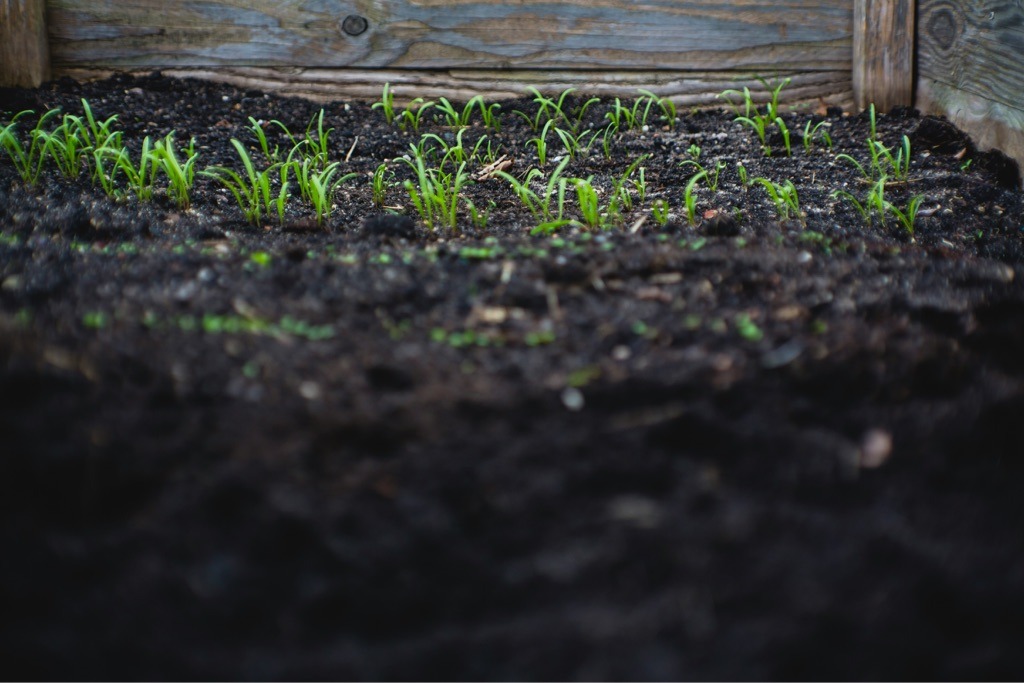 Organic-Rich Amended Raised Bed Soil