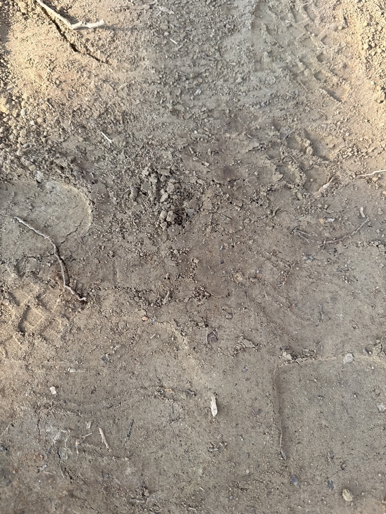 Compacted Silt Loam Pathway Soil