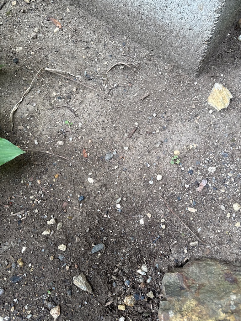 Urban Sandy Loam Fill