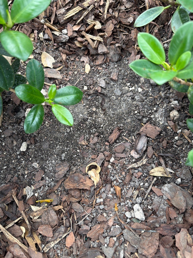 Managed Landscape Sandy Loam with Wood Mulch Topdressing