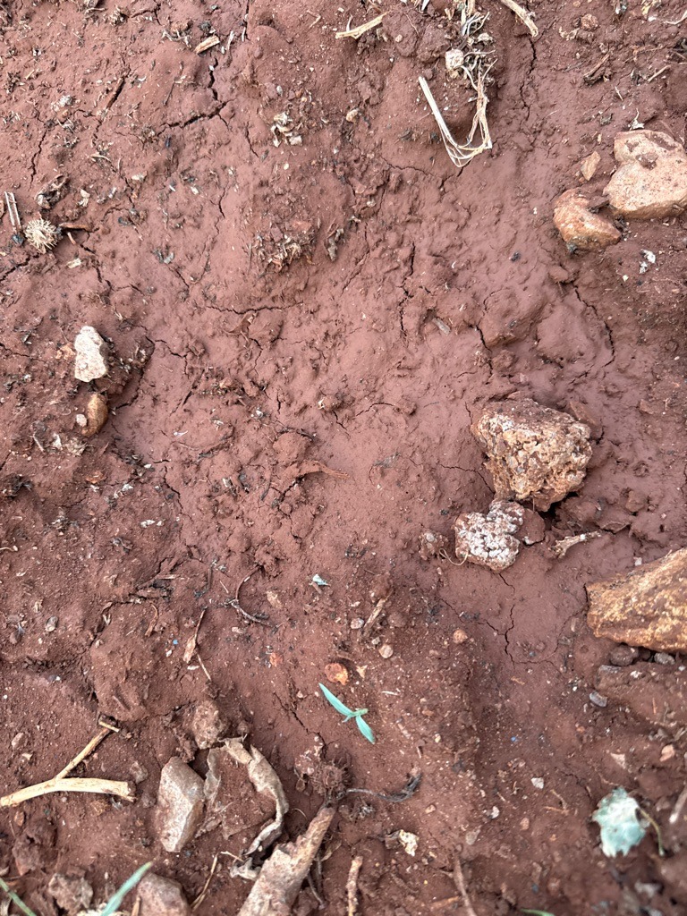 Red Piedmont Clay