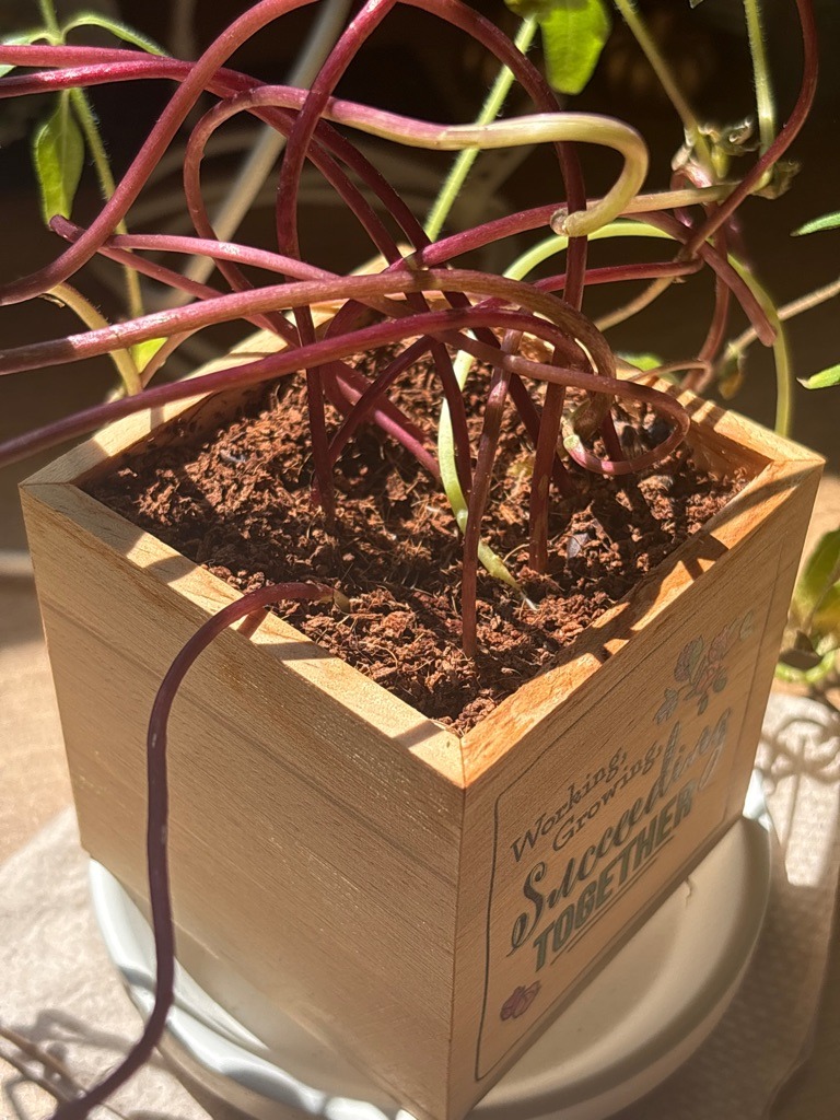 Processed Coconut Coir Growing Medium