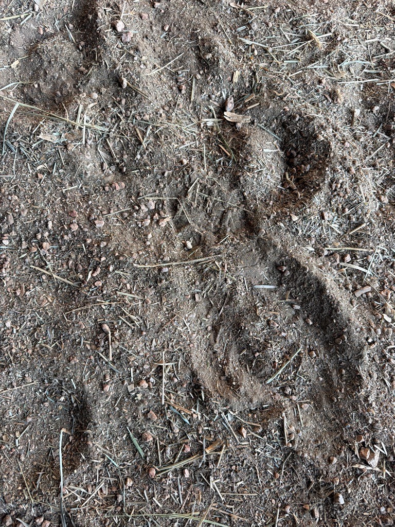 Barn Walkway Fragmented Sandy Loam