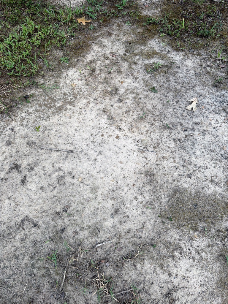 Bleached Coastal Sandy Loam with Hard Crust