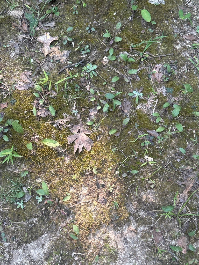 Wooded Forest Silt Loam with Moss Cover