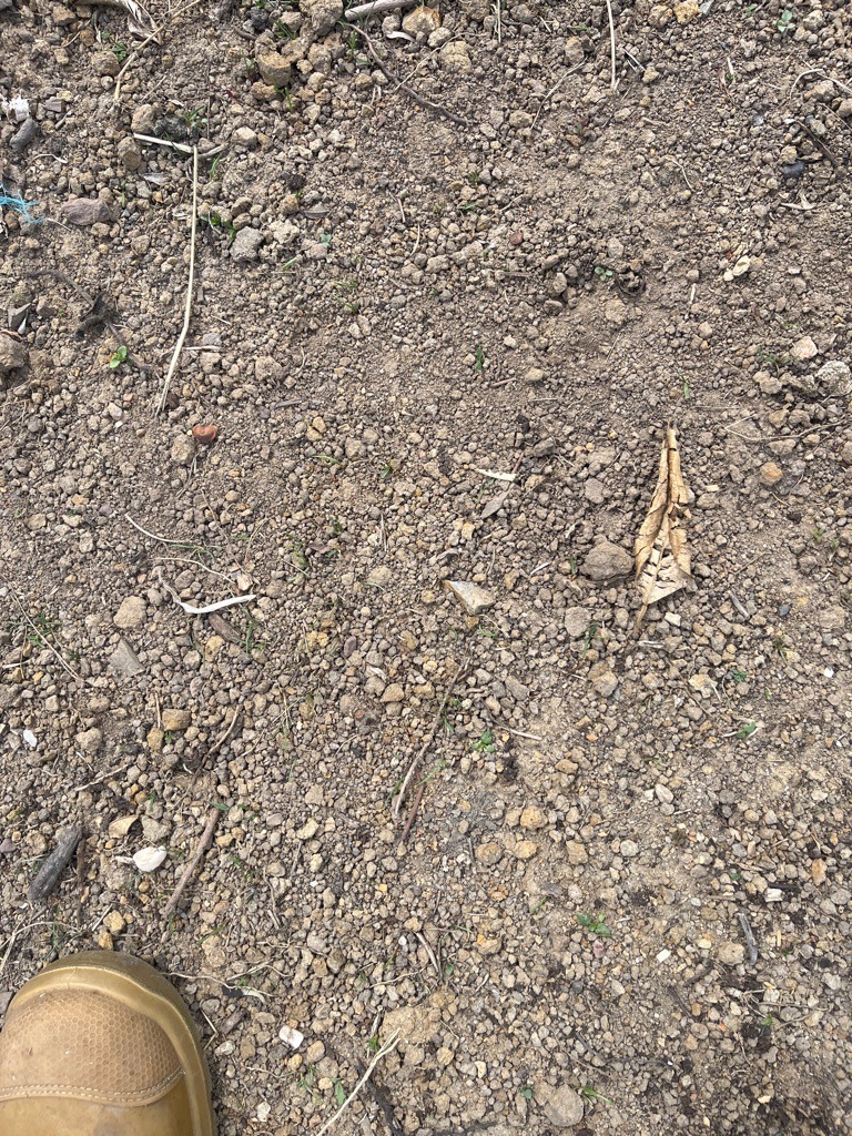 Backyard Weathered Clay-Loam Subsoil