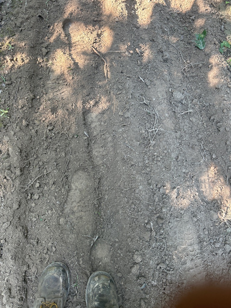 Temperate Alluvial Sandy Loam