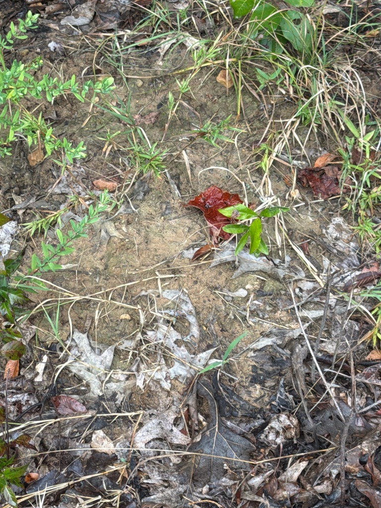 Transitional Woodland Silt Loam