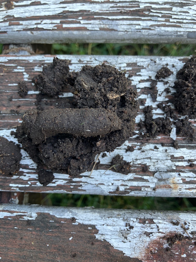 Rich Organic Garden Compost