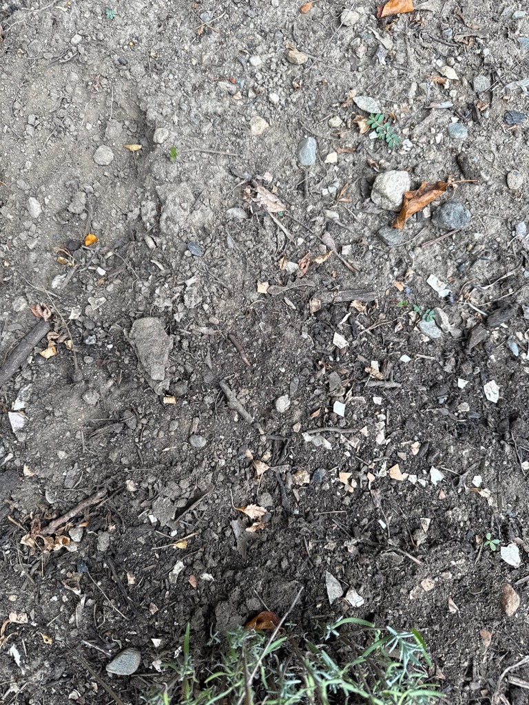 Dry Sub-Urban Sandy Loam