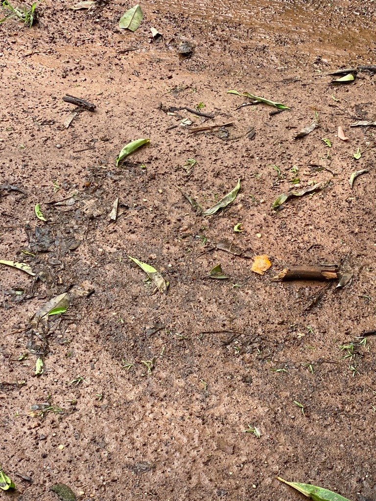 Tropical Red Sandy Clay Loam